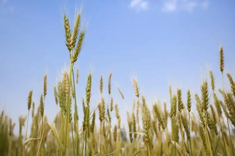 麦田图片麦田小麦