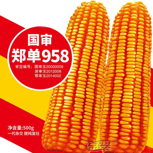 农之子(nongzhizi)郑单958玉米种子南方矮大棒大田春季早熟耐旱包谷种