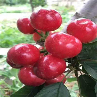 瑞德樱桃新品种今年报价,瑞德樱桃新品种口感怎么样