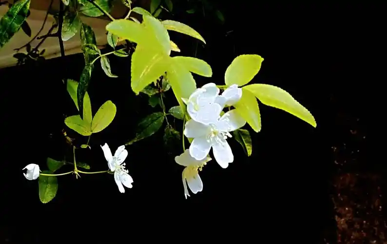 夏享jay音七里香