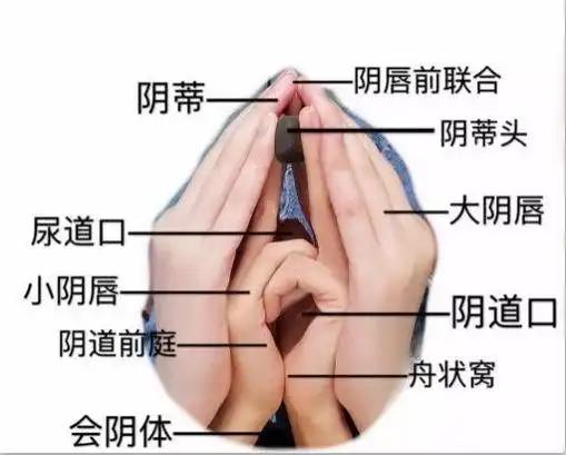 女性的生殖系统是如何工作的