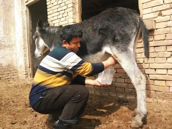 【访惠聚】特色养殖激活村民"致富密码"_艾海提