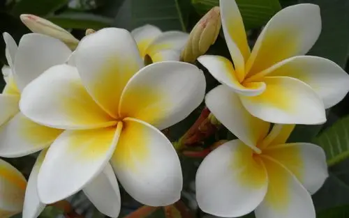 清新脱俗白色鸡蛋花