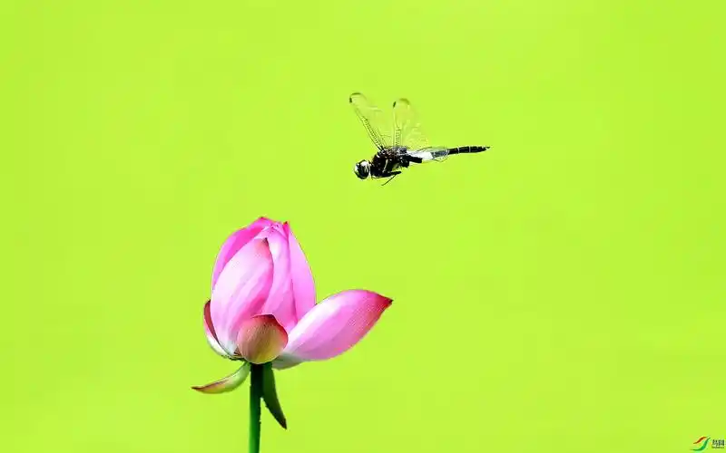 蜻蜓与荷花