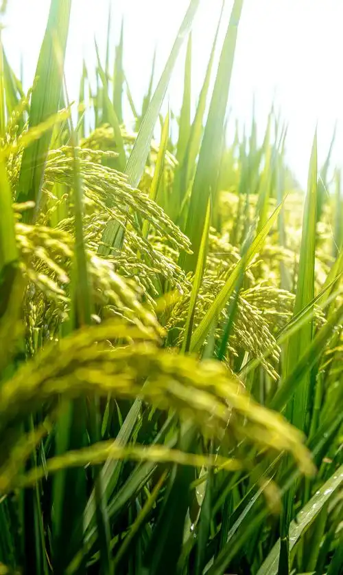 即将成熟的水稻 - 匠心视介 - 图虫