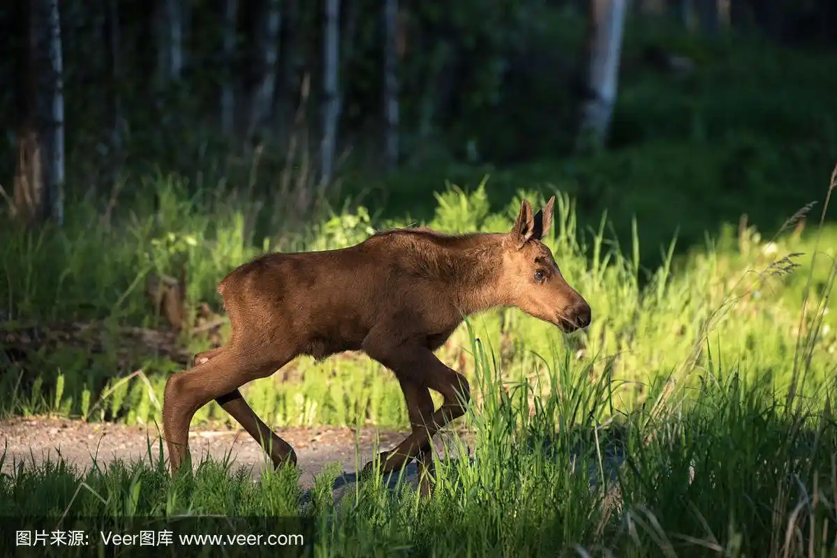 小驼鹿,自然,野生动物,水平画幅,小的