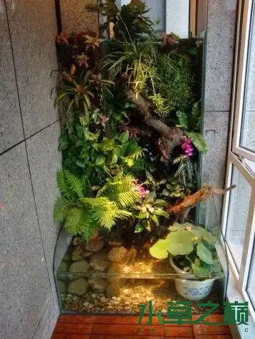 阳台角落的水陆缸造景_水景堂