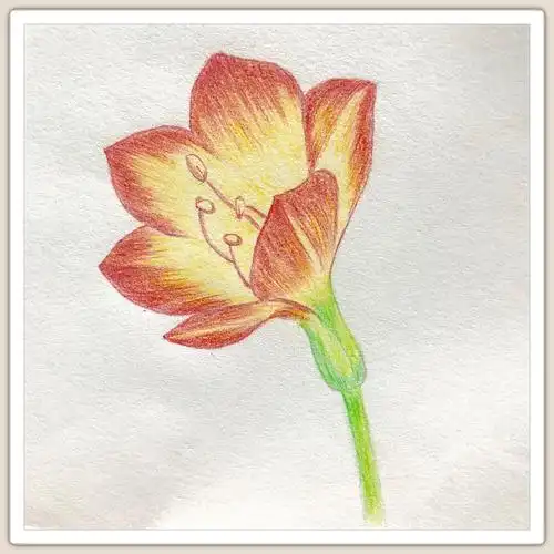 一本适合0基础小白自学的彩铅教程(新手色铅笔绘画入门:教程 上色练习