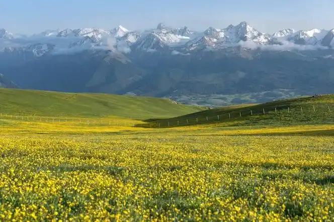 一半是草绿～作为典型的山地草甸类型草原