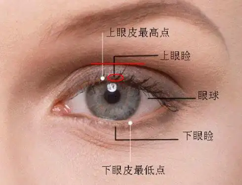 素描,上眼睑在哪?