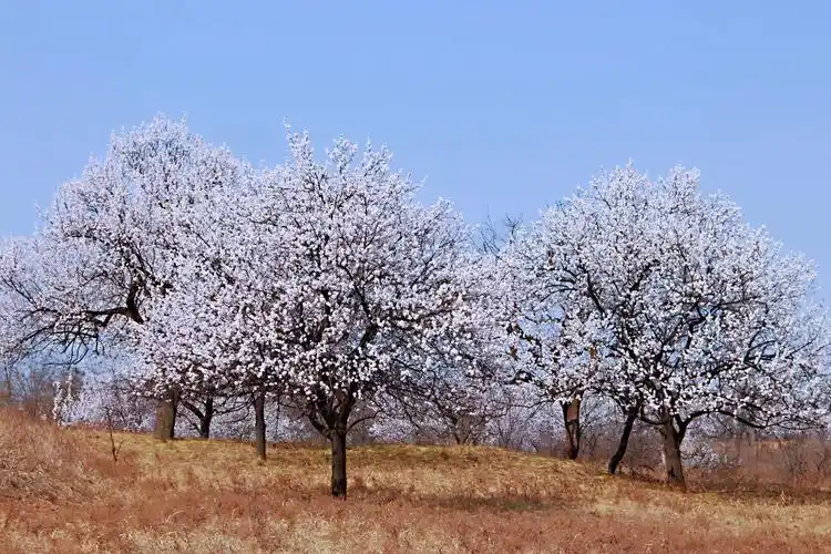 灵宝北沟:百年古杏林 满树杏花香