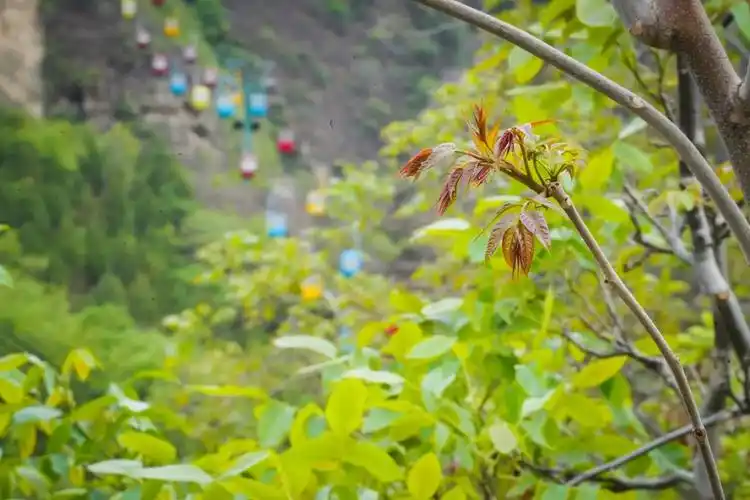 韩村河镇第四届上方山香椿采摘周暨"韩村河大集文化体验活动"拉开帷幕