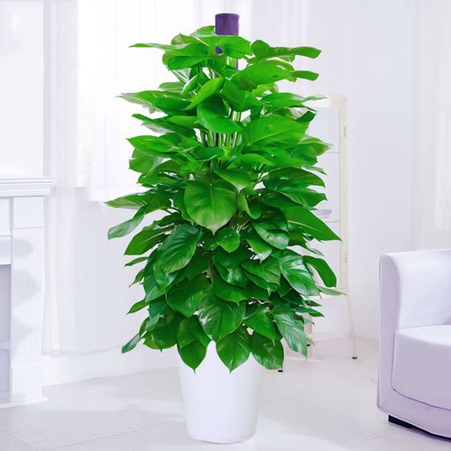 爱优尚大绿萝盆栽室内客厅办公室开业乔迁绿萝柱绿植大叶植物易活