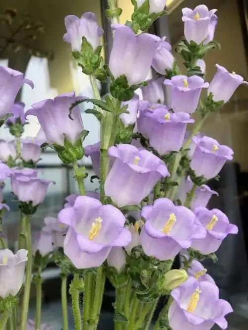 随随便便开满的风铃草