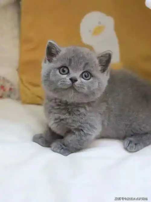 广州买英短蓝猫首页网站(广州白云区)买英短蓝猫去哪里买