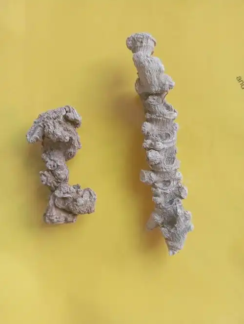 100克土家族三七白三七苗族恩施高仿湖北种植林下传统滋补品其他