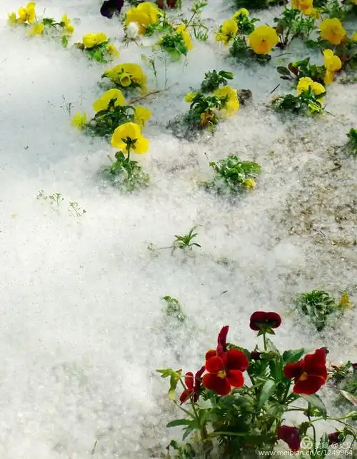 柳絮飞时花满城
