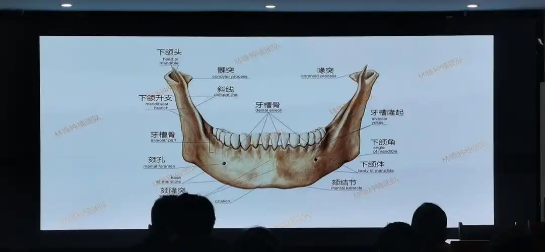 关于解剖结构 上颌骨