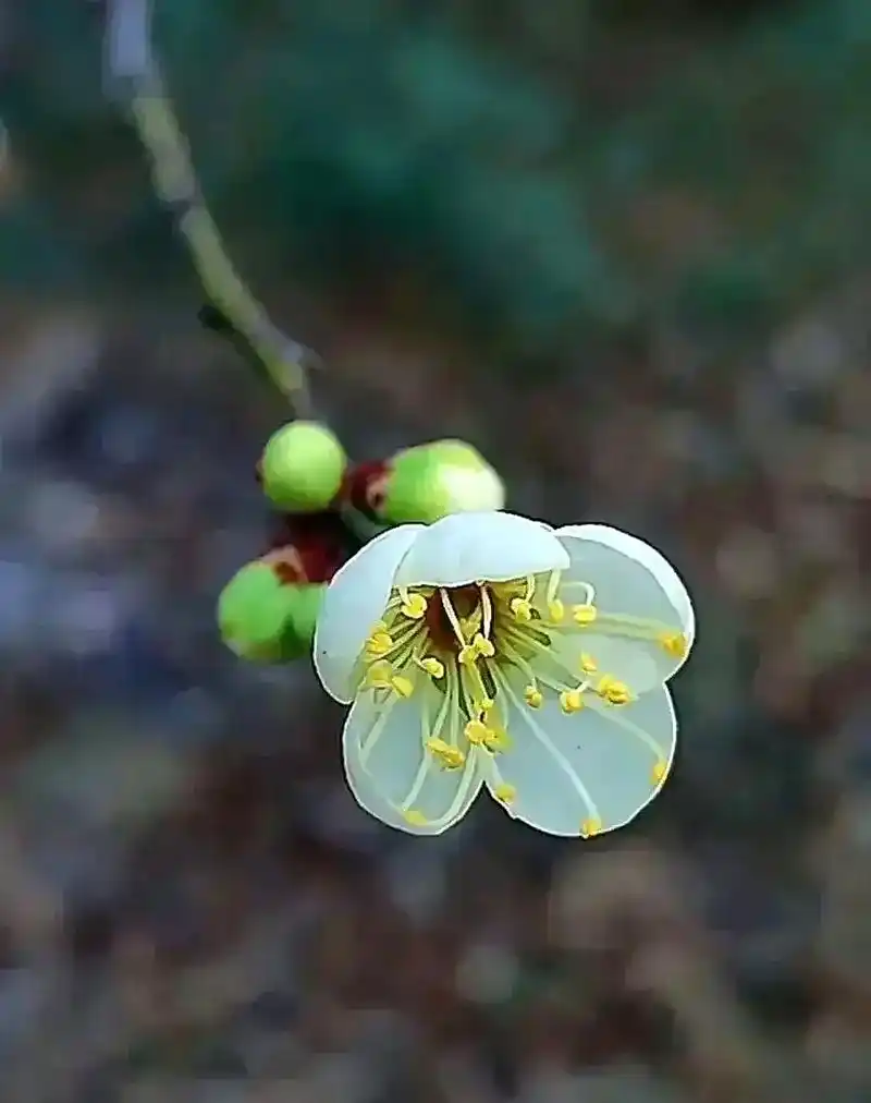 微距绿萼梅  拍摄于成都植物园  绿萼梅的花语是坚强,高雅和 - 抖音