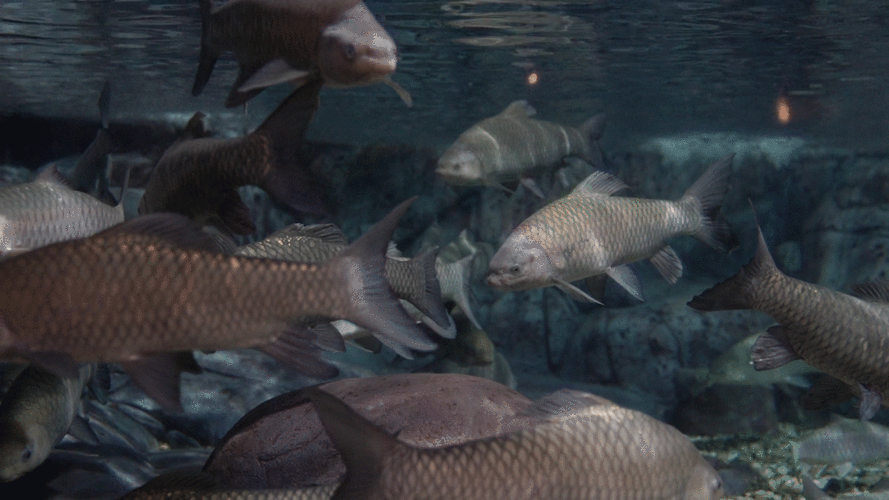 上海海洋水族馆推出鱼类"发声"科普展,聆听来自海洋的声音,戳这里