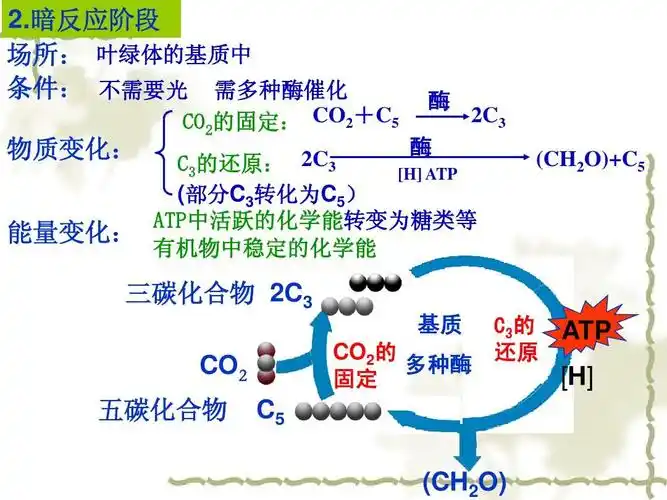 暗反应阶段 暗反应阶段 场所: 叶绿体的基质中 场所: 条件: 不需要光