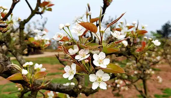 宜宾市长宁县第二十三届梨花节开幕