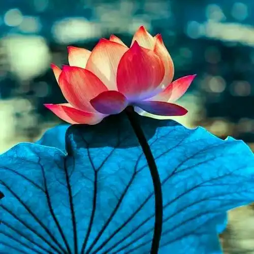 佛系图片头像禅意荷花