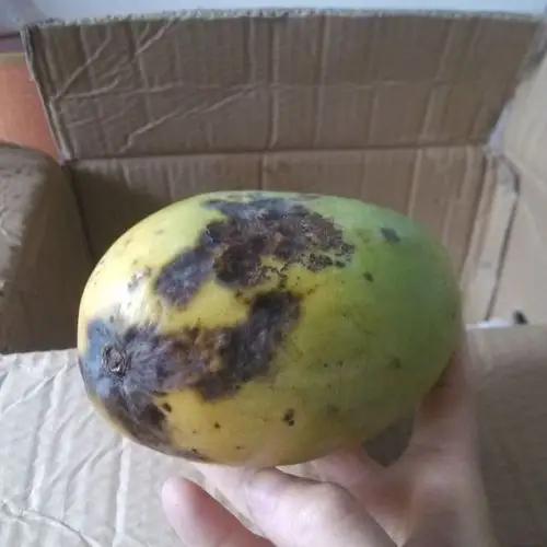 > 【坏果包赔】新鲜水果好吃越南青芒芒果8斤装商品评价 > 个头大,就