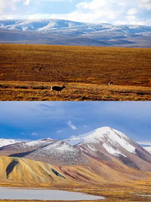 探秘昆仑山玉珠峰深入可可西里无人区