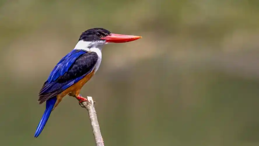 山西鸟类图鉴蓝翡翠