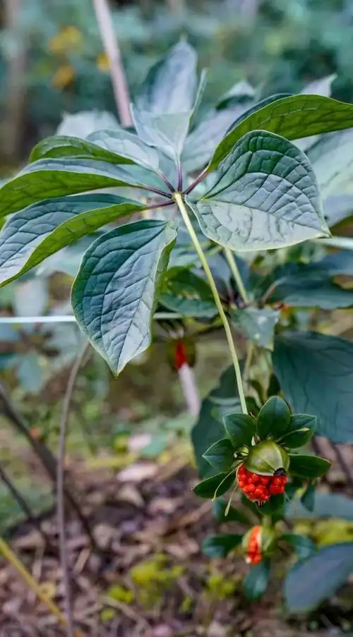 玉溪澄江:立足资源优势 发展滇重楼种植