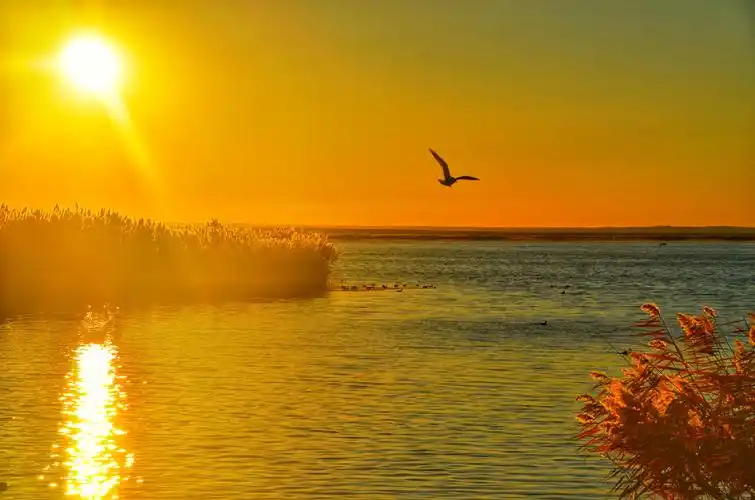 居延海日出与海鸥