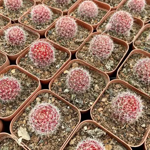 红娜丸仙人球红色稀有品种自根仙人掌类植物多肉花卉小盆栽 红娜丸单