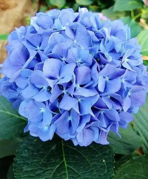 什么花是蓝色的(什么花是蓝色的可以吃的)_植物知识网