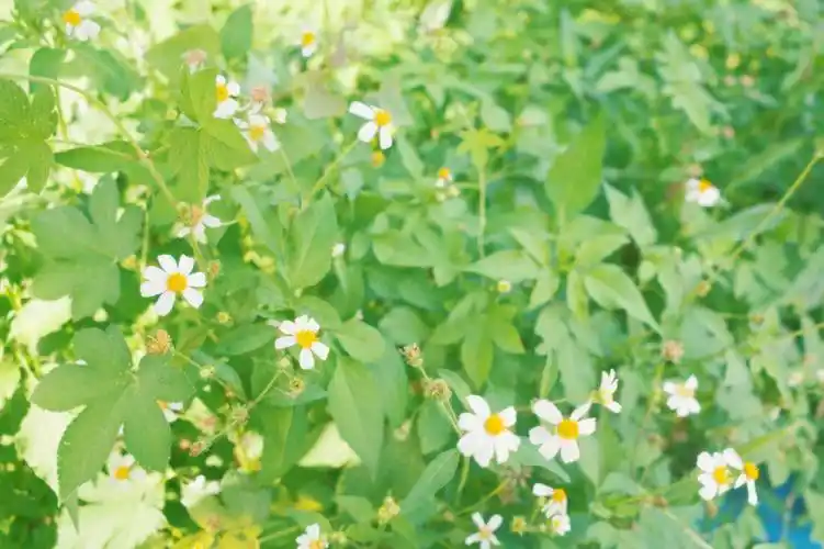 91987815#绿色  #小清新  #树叶  #花朵