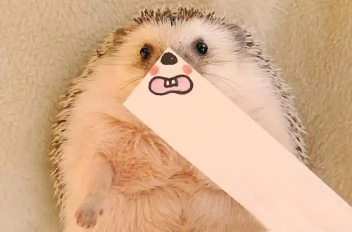 主人,请问你是一个大逗比吗_搞笑图片