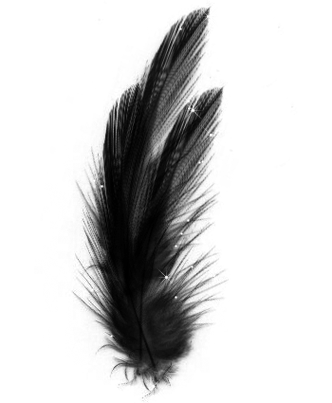 黑色羽毛图片-黑色羽毛设计素材-黑色羽毛素材免费下载-万素网