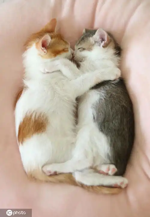 动物情侣拥抱秀恩爱图片 动物恩爱图片唯美照片