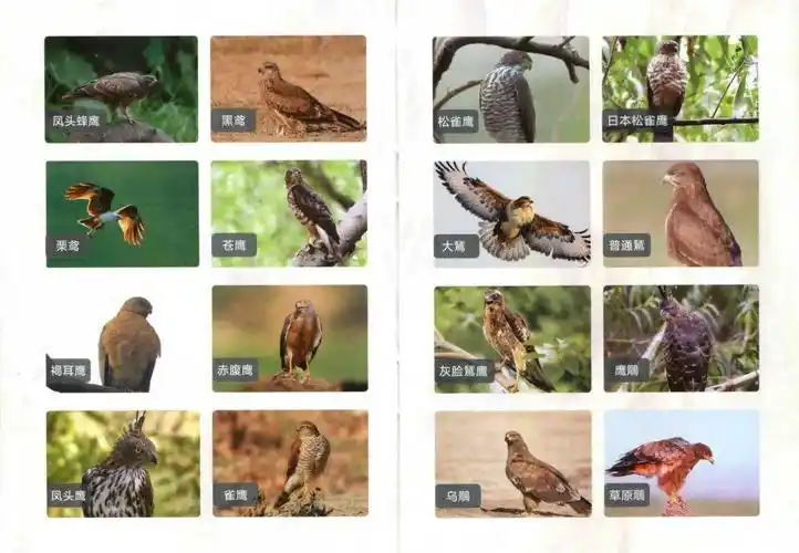 禁止交易的非法野生动物有哪些?这份《野生保护动物名录》话你知