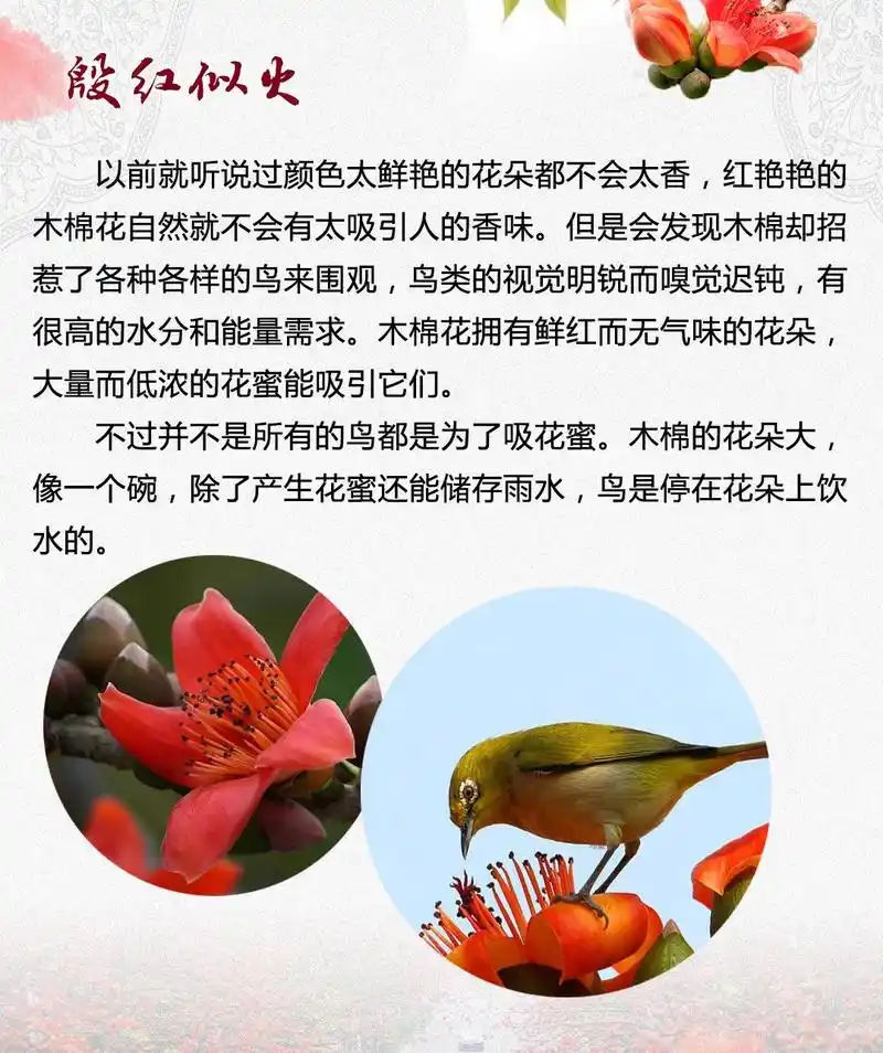 科普知识木棉花花开一季你却错过