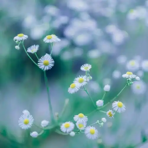 夏天的味道路边小花来一波清新淡雅