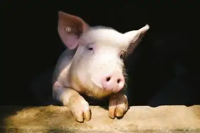 一只微笑的粉猪 家猪