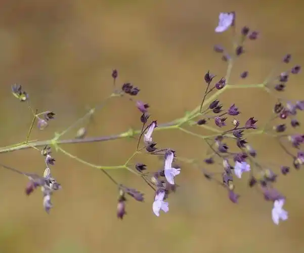 p>紫萼香茶菜(学名: i>isodon /i>  i>forrestii /i> (diels) kud  )