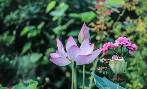 唯美了整个夏天