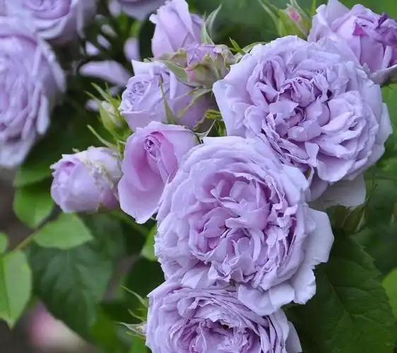 紫色的花品种相对较少,物以稀为贵,紫色的花不仅好看,还能显示主人的