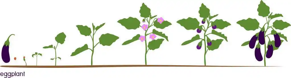 茄子苗图片-茄子苗素材-茄子苗插画-摄图新视界