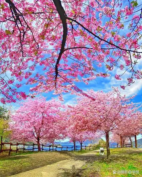 5句春天风景摄影口诀,春天风景就这么拍啦,美极了