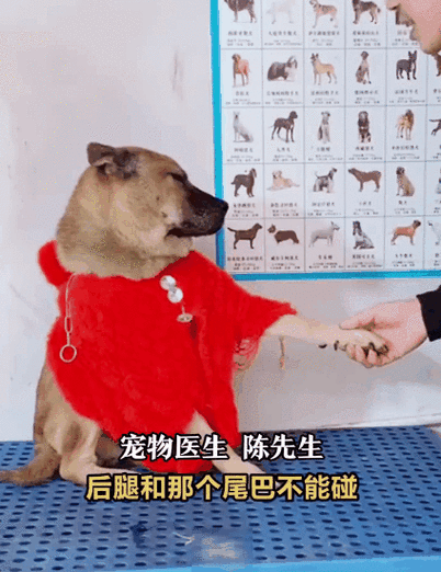 图片来源网络,如有侵权,请联系删除"老公嫌我的猫太凶,偷