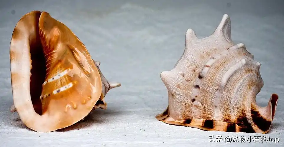 世界十大最好看的贝壳排名你见过几种