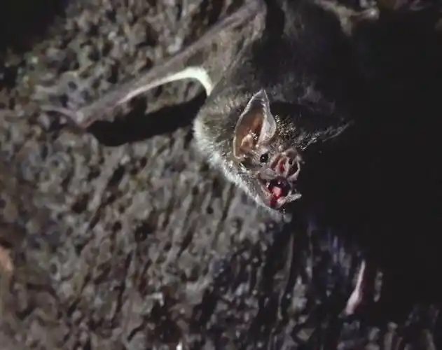 p>普通蝙蝠(学名: i> /i> i>vespertilio murinus /i>  linnaeus)